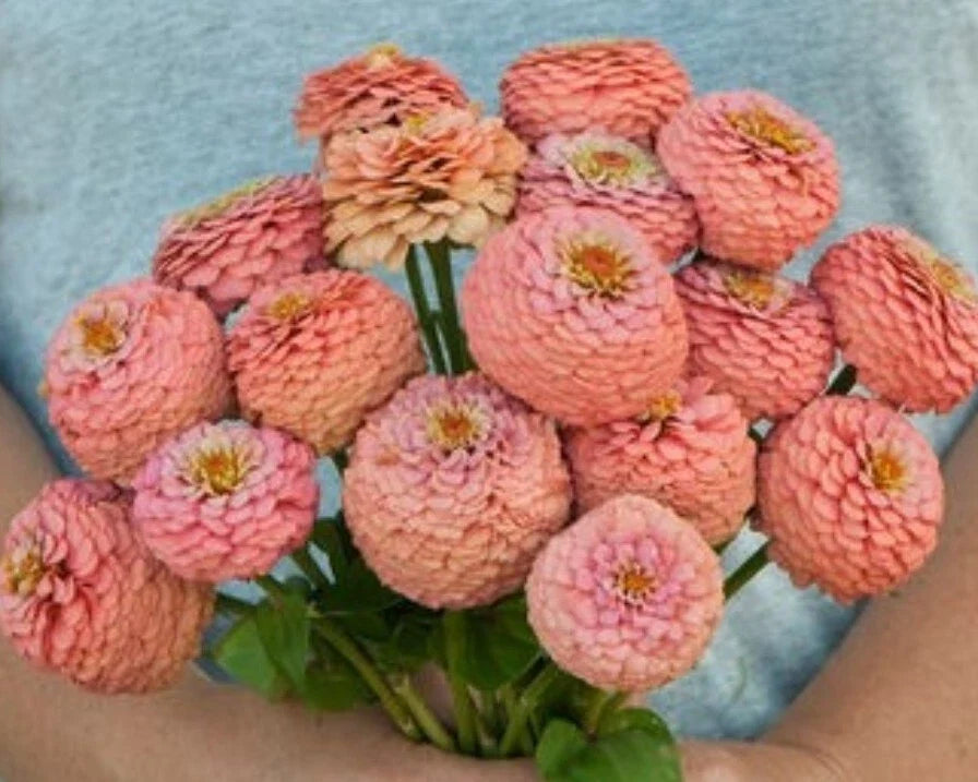 zinnia oklahoma flower seeds