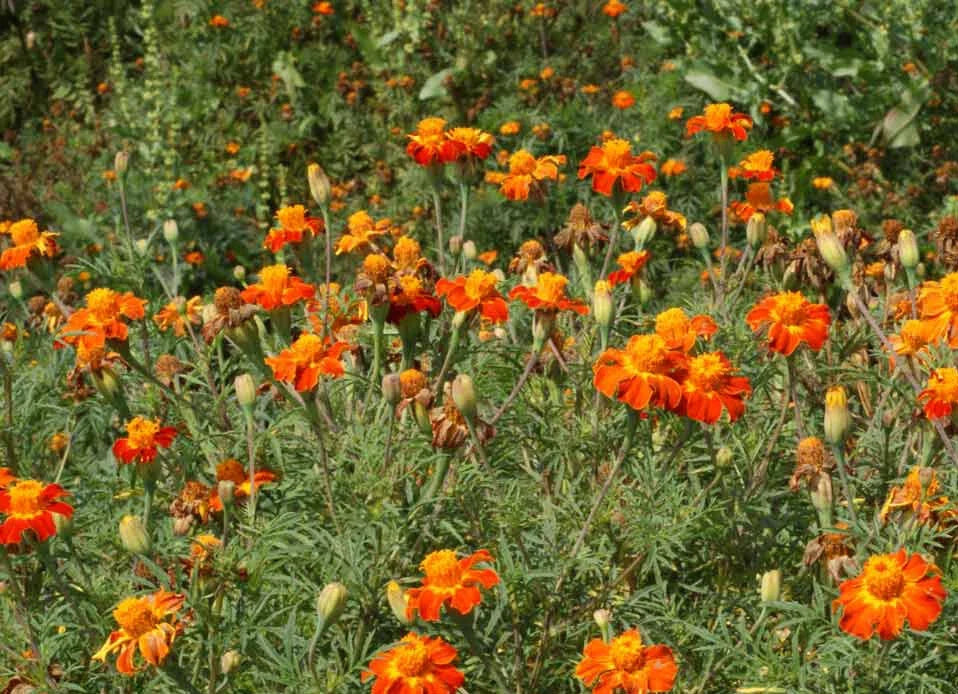 marigold nematode flower seeds