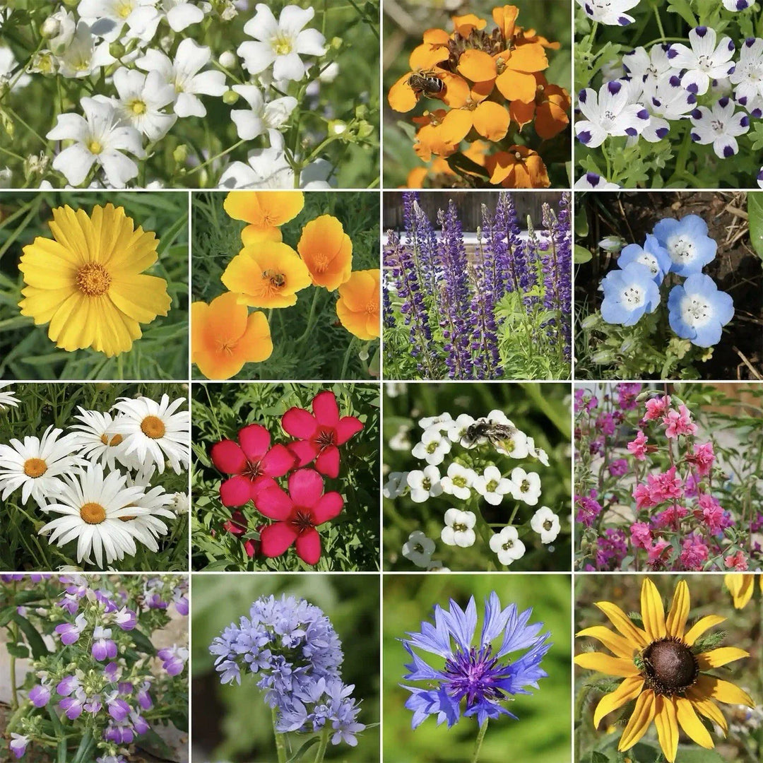 pacific northwest flower seeds