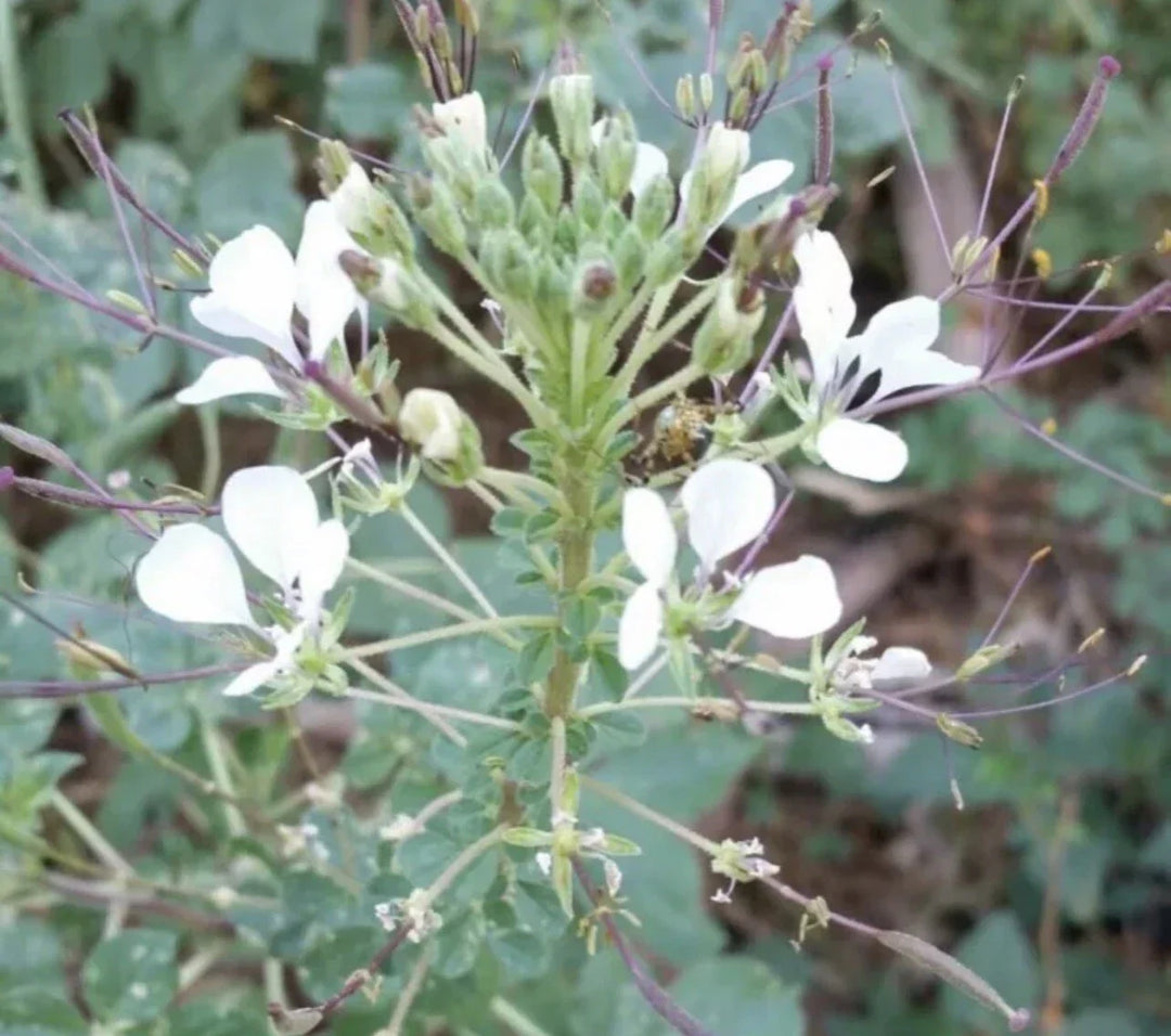 wild spider flower seeds
