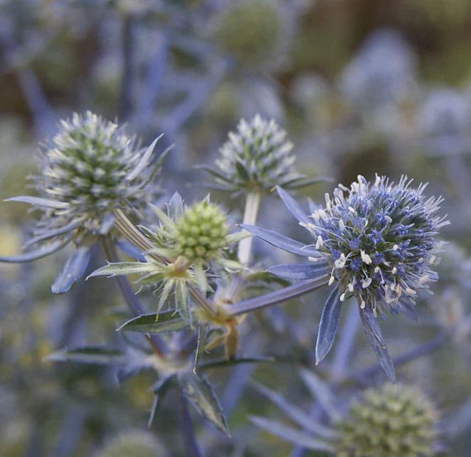 blue sea flower seeds