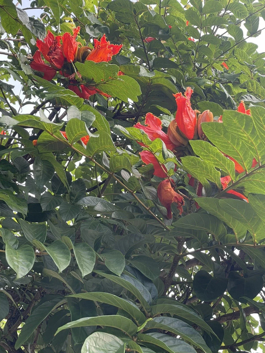 hawaii african flower seeds