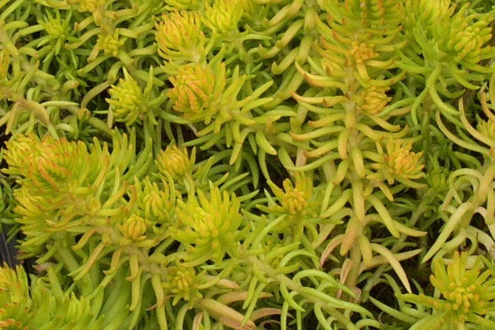 yellow sedum flower seeds