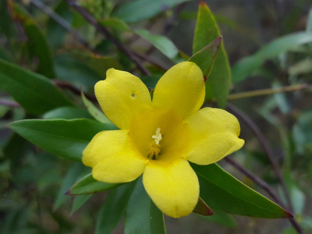 yellow jasmine flower seeds