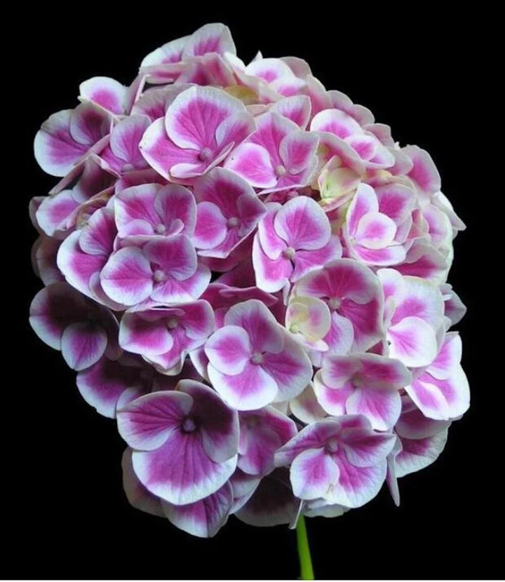 pink white flower seeds