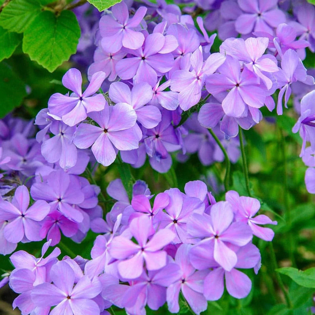 blue moon flower seeds