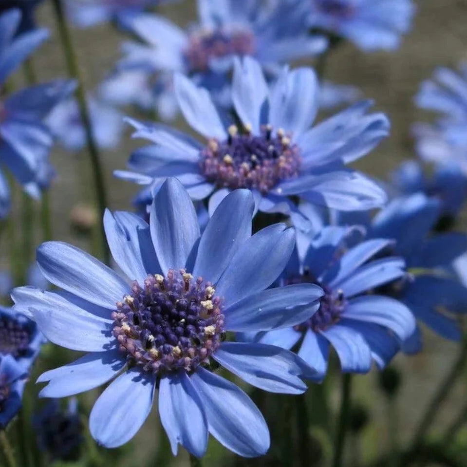 blue blue flower seeds