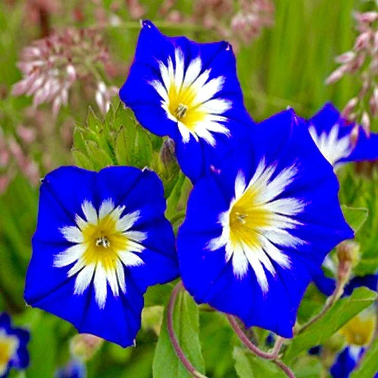 blue heavenly flower seeds