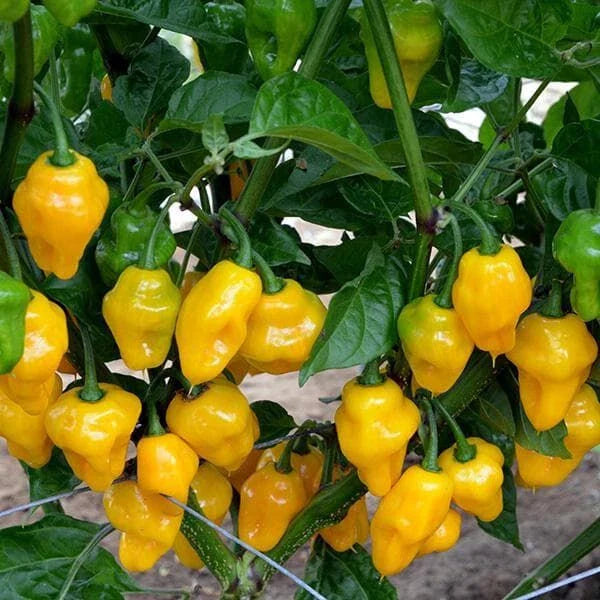 trinidad perfume flower seeds