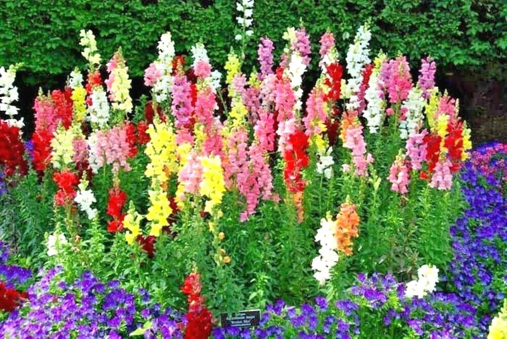 snapdragon tetra flower seeds
