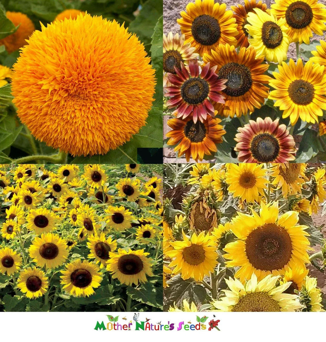 sunflower dwarfie flower seeds