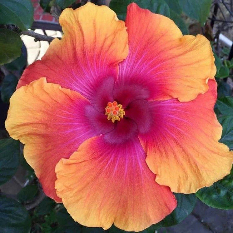 orange pink flower seeds