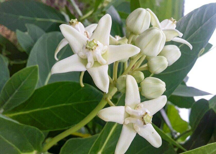 White Calotropis Gigantea Flower Seeds – Heirloom, Non-GMO, High Germination Seeds