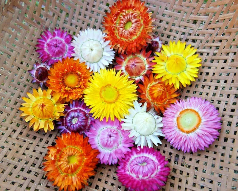 dwarf strawflower flower seeds