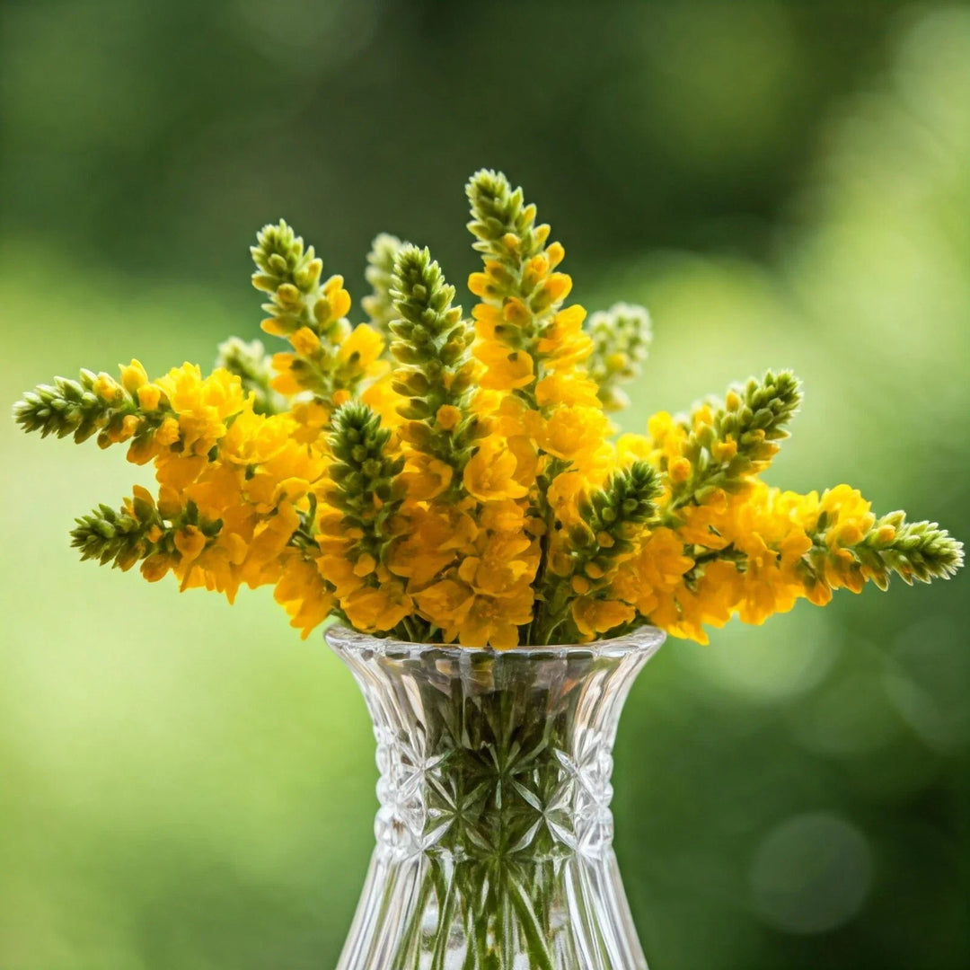 yellow mullein flower seeds