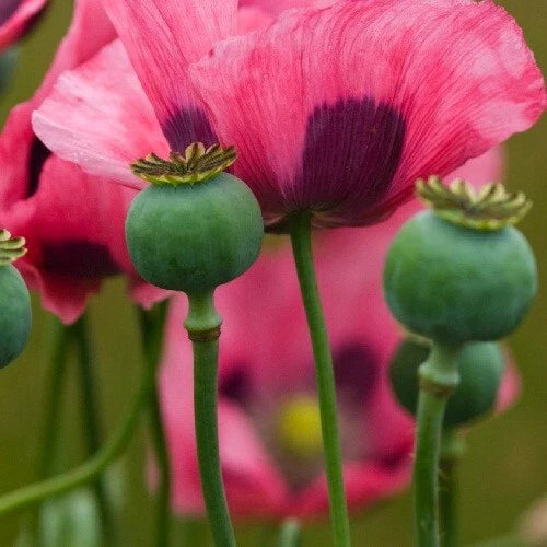 mammoth poppy flower seeds