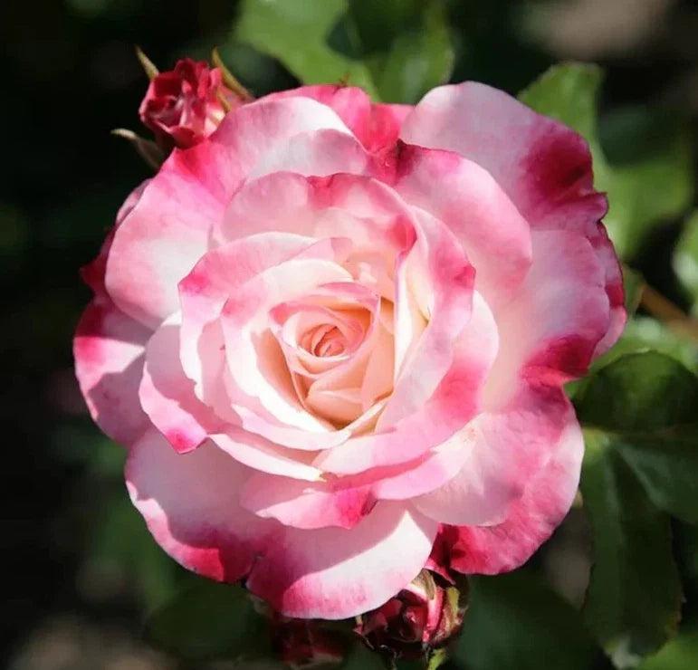 rosenstadt freising flower seeds