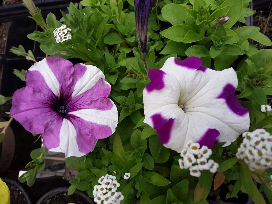 petunia flower flower seeds