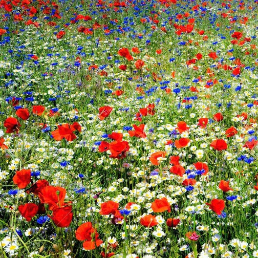 red white flower seeds