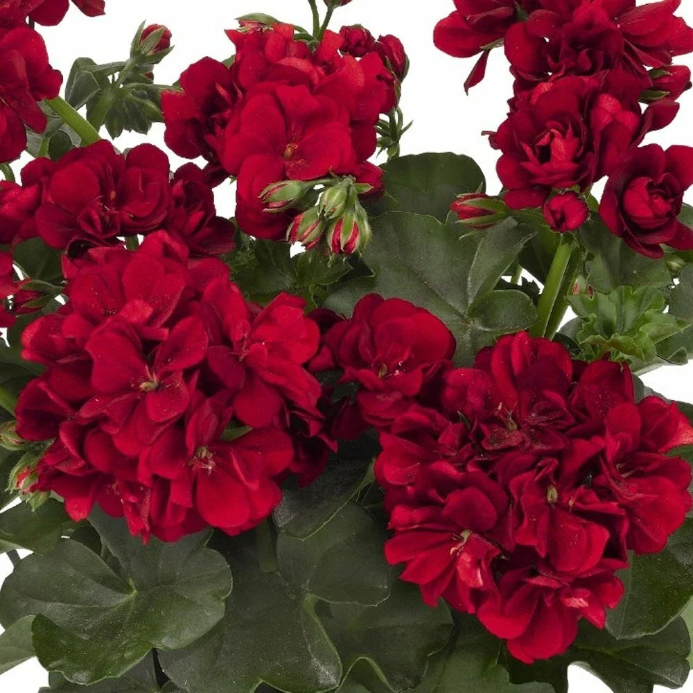 red double flower seeds