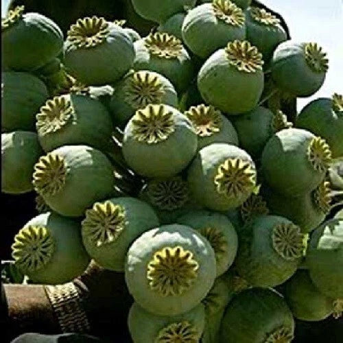 giant rattle flower seeds