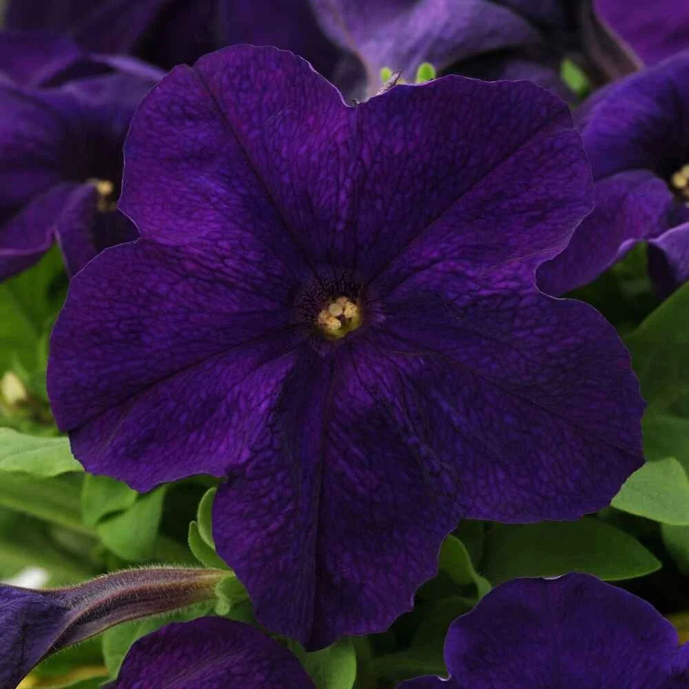 purple petunia flower seeds