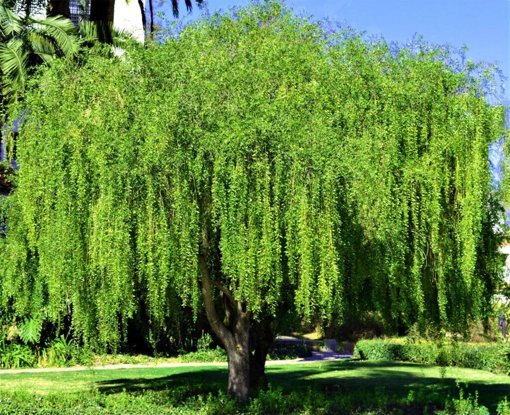 green mayten flower seeds