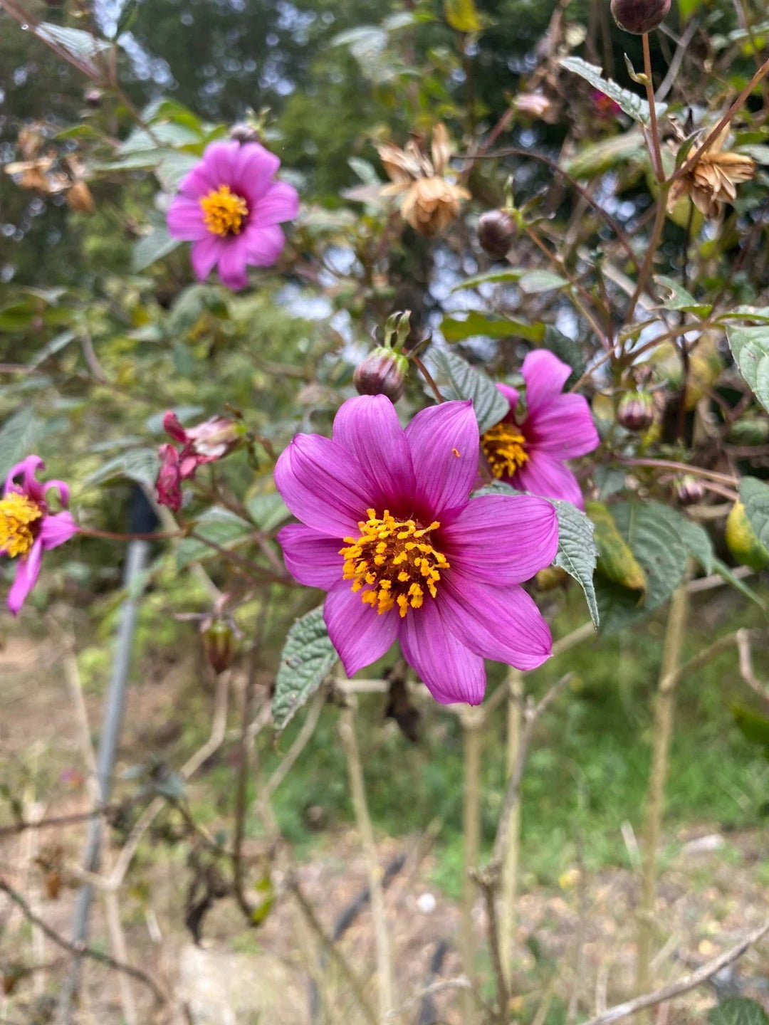 dahlia pteropoda flower seeds