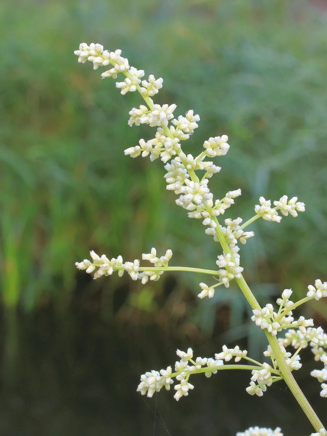 white mugwort flower seeds