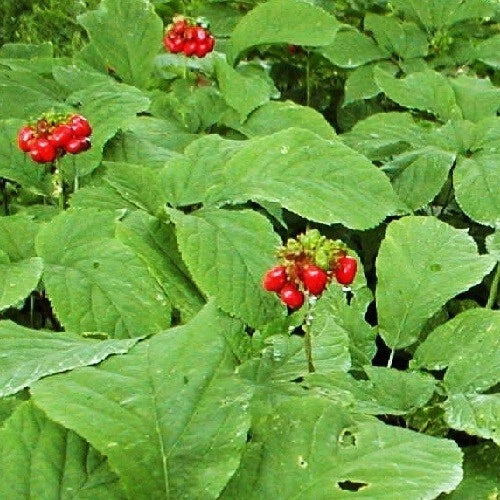 fully stratified flower seeds