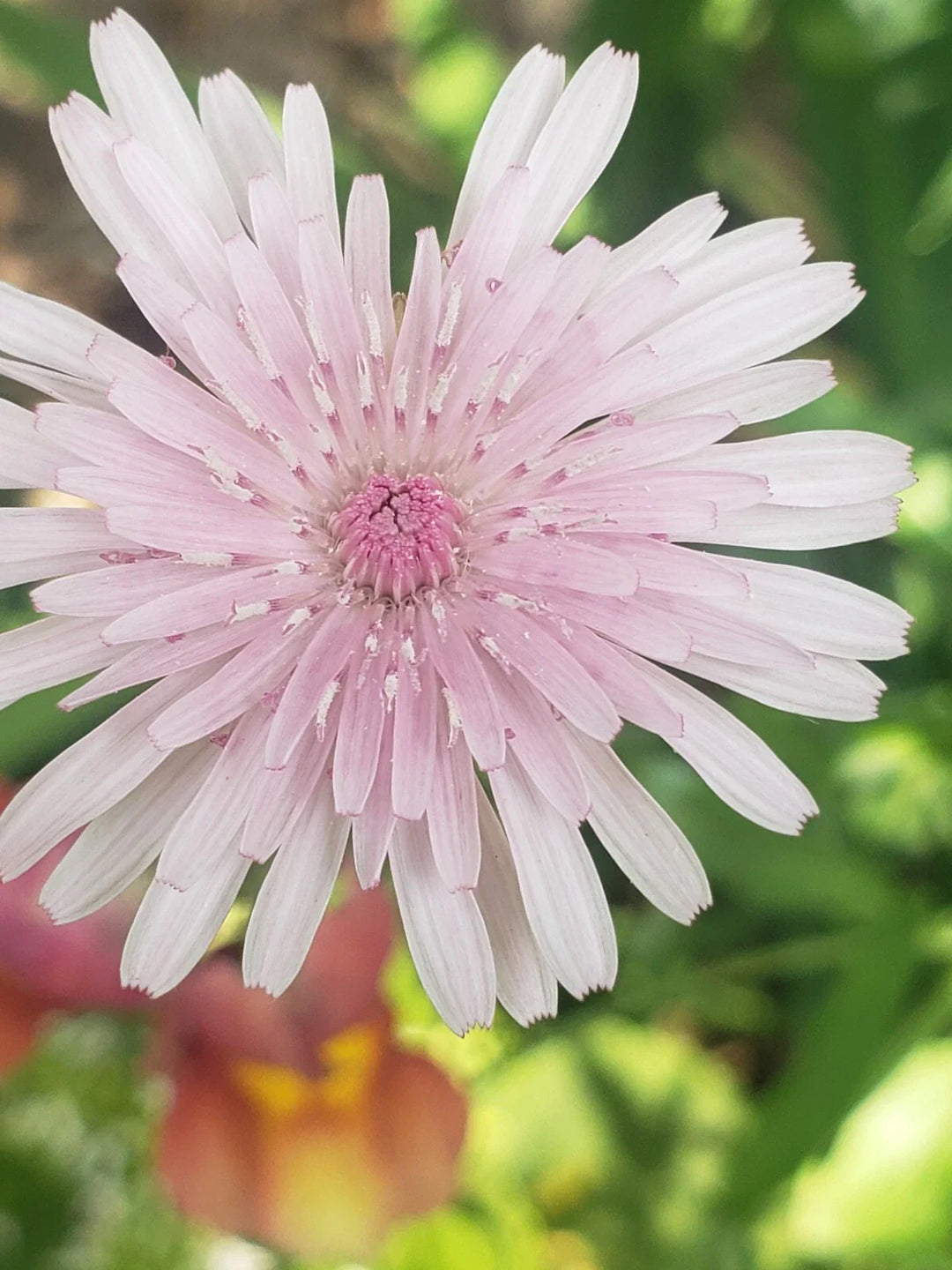 pink pink flower seeds