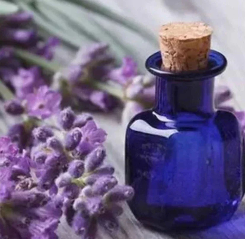 lavender purple flower seeds