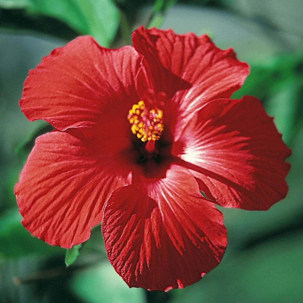 red pink flower seeds
