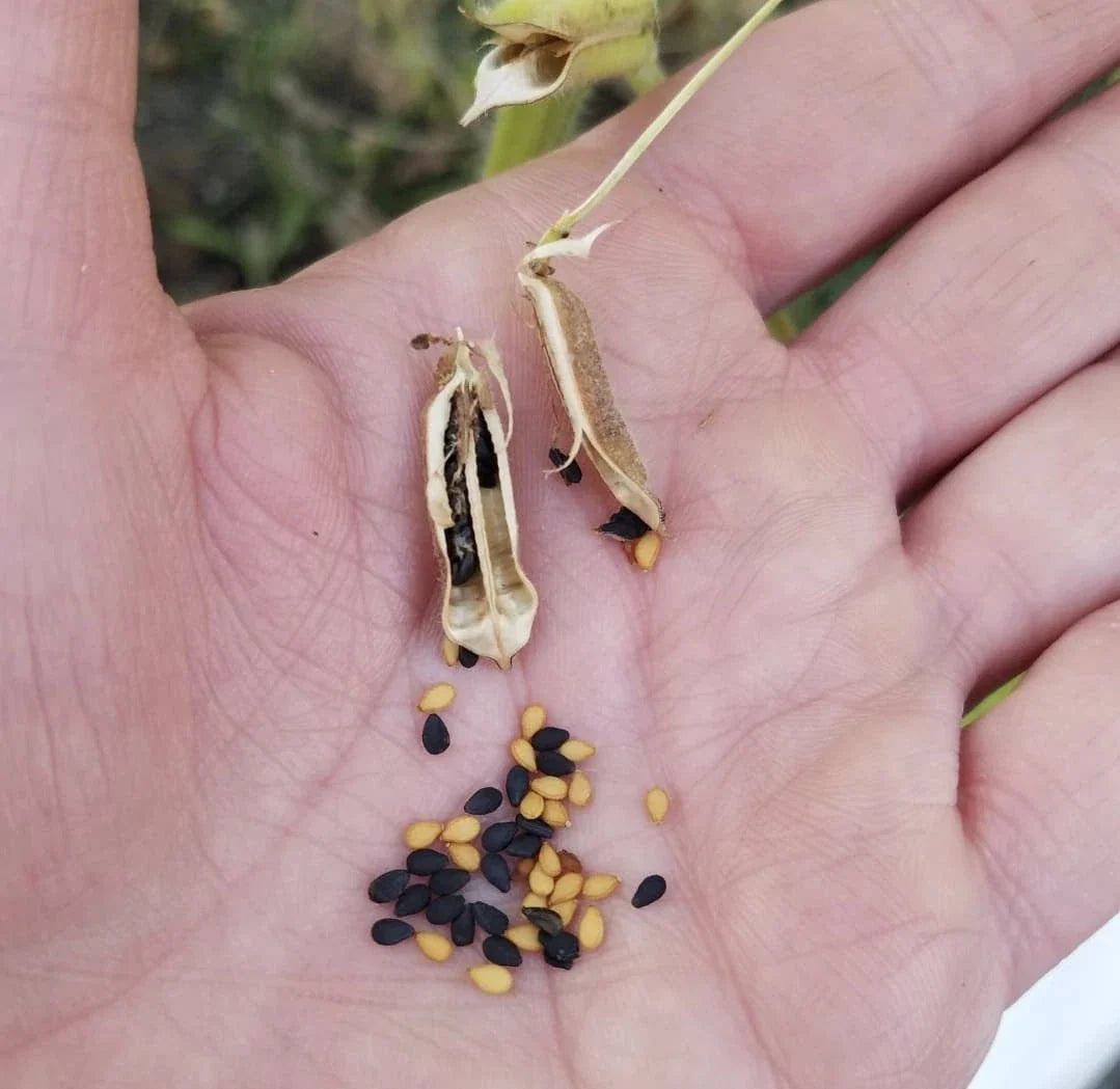 Black Kurogoma herb seeds