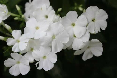 white phlox flower seeds