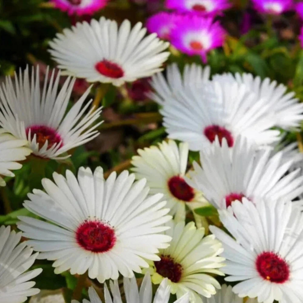white ice flower seeds