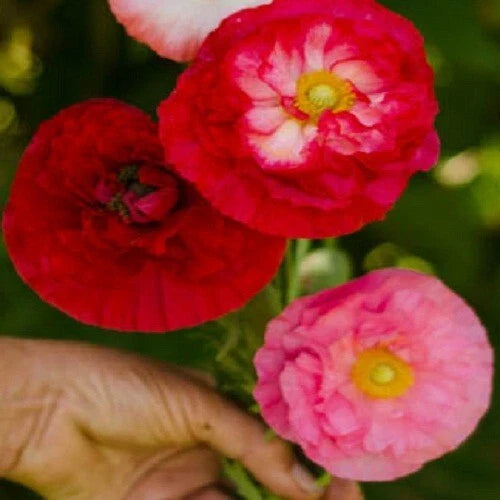 pink red flower seeds