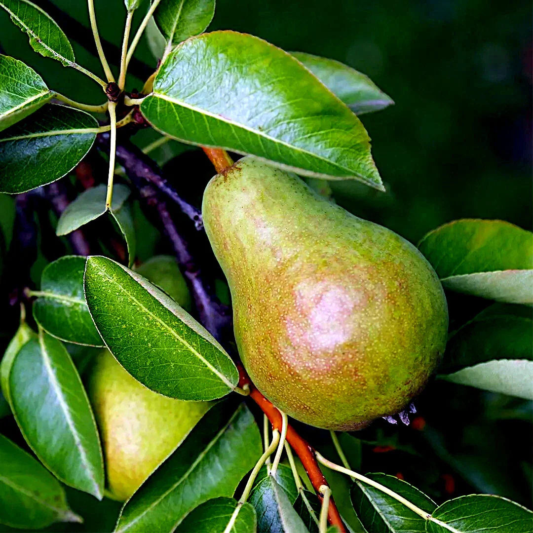 european pear flower seeds