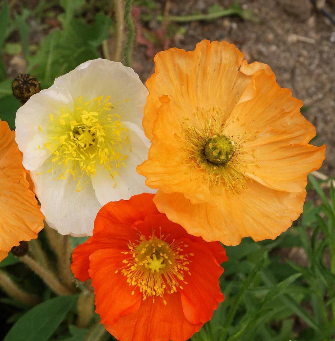 iceland poppy flower seeds
