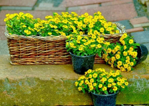 creeping zinnia flower seeds