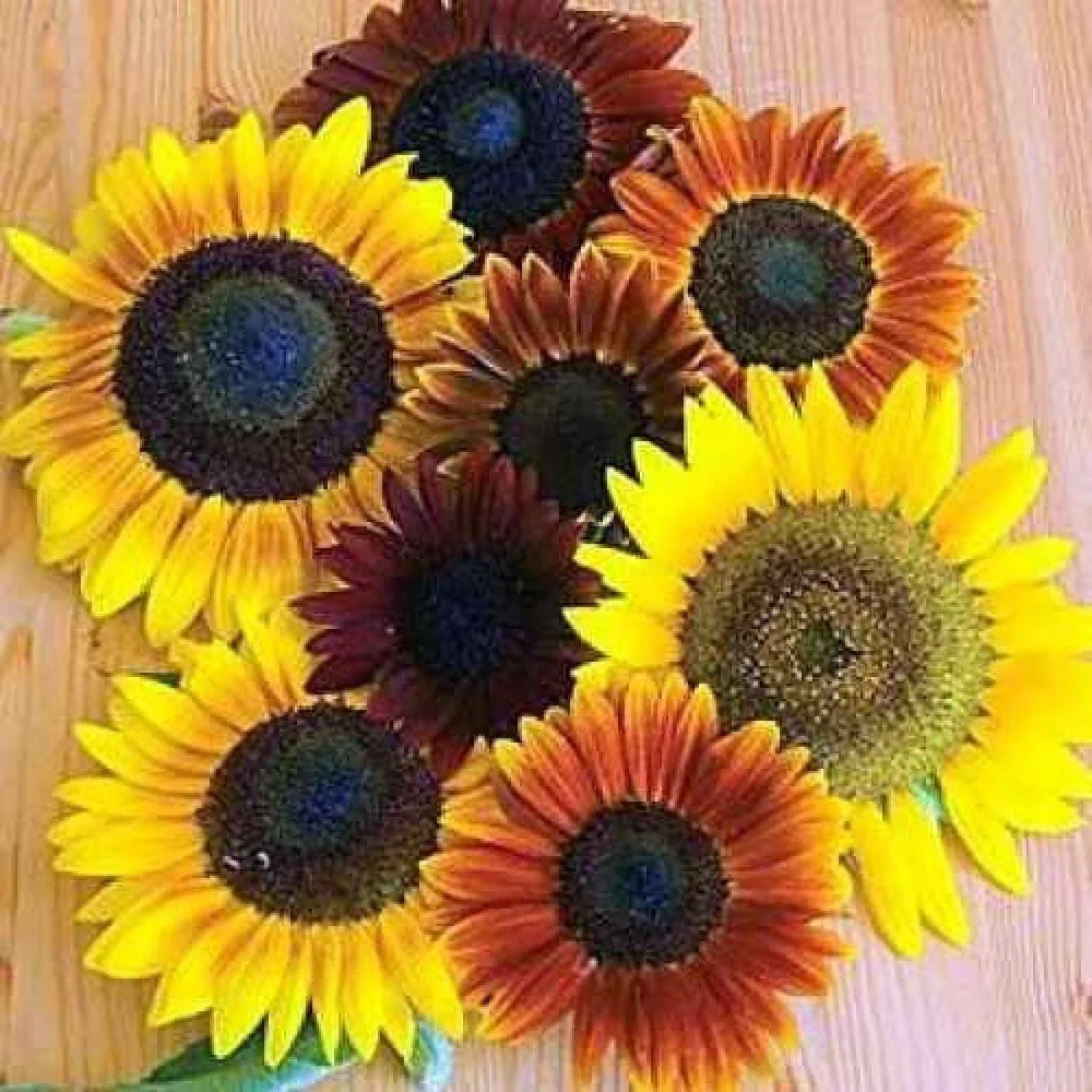 autumn beauty flower seeds