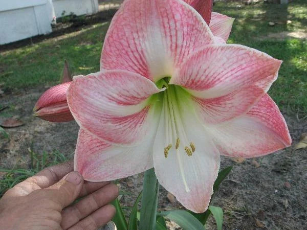 hippeastrum amaryllis flower seeds