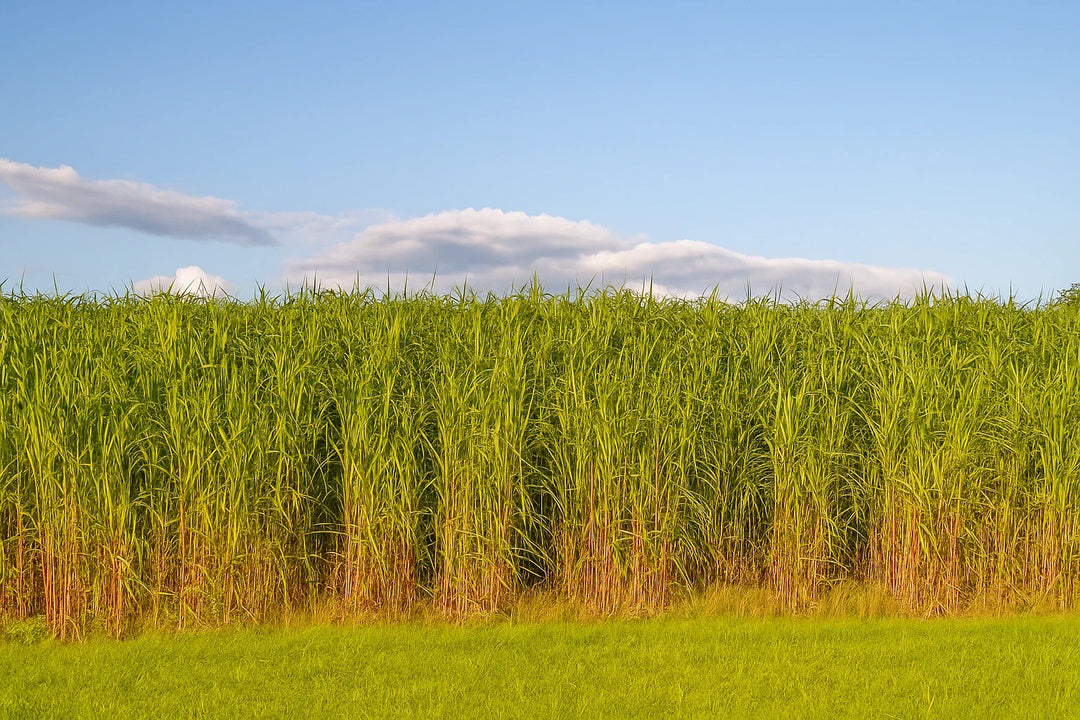 switchgrass tall flower seeds