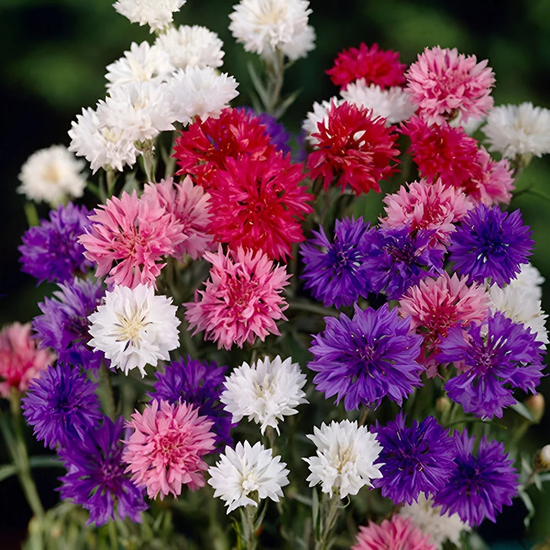 bachelor button flower seeds