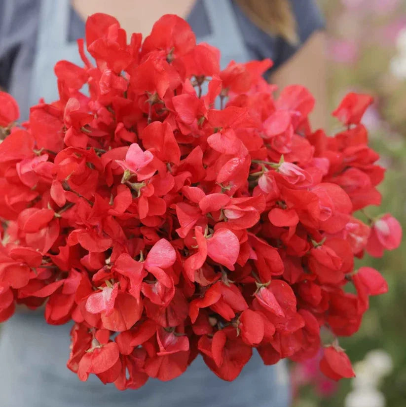 red sweet flower seeds