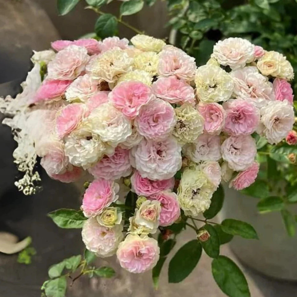 dongmei perennial flower seeds