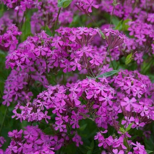 purple catchfly flower seeds