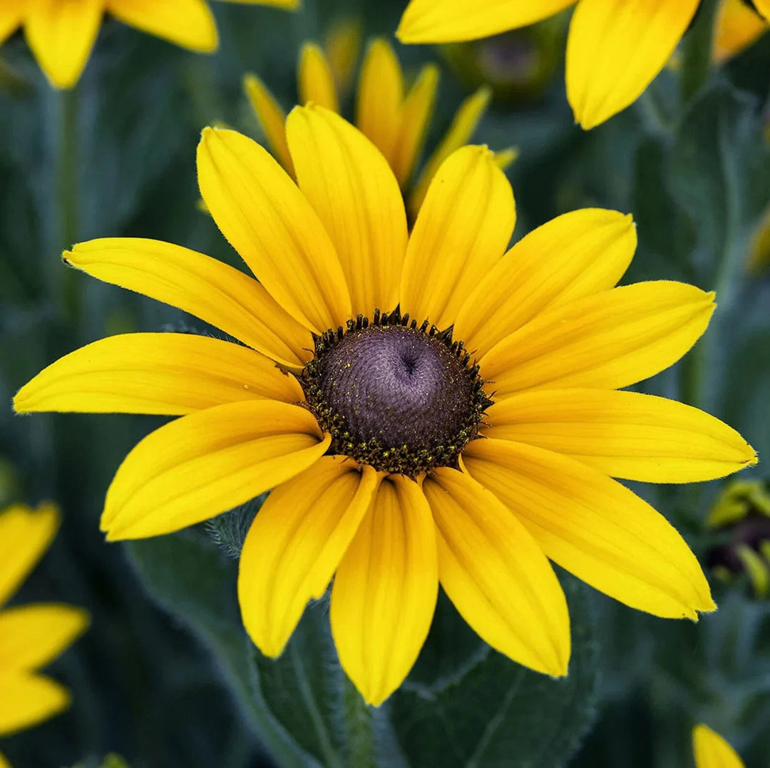 black eyed flower seeds