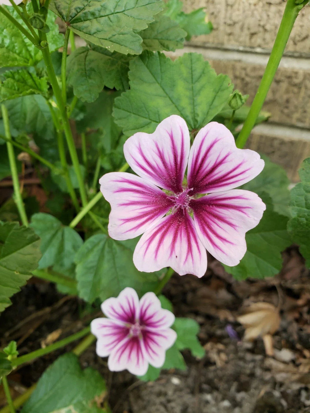 zebrina zebra flower seeds