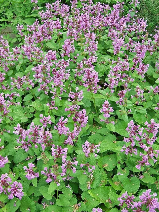 stachys macrantha flower seeds